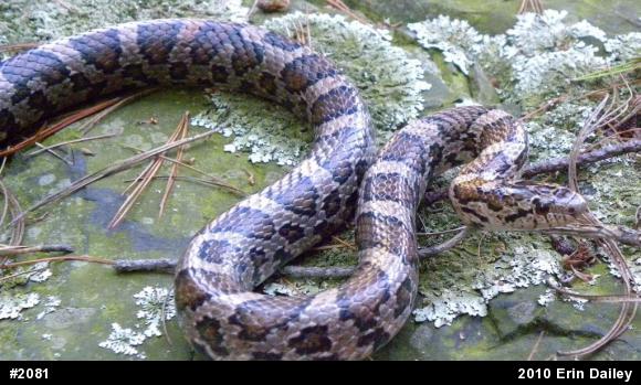 Eastern Milksnake