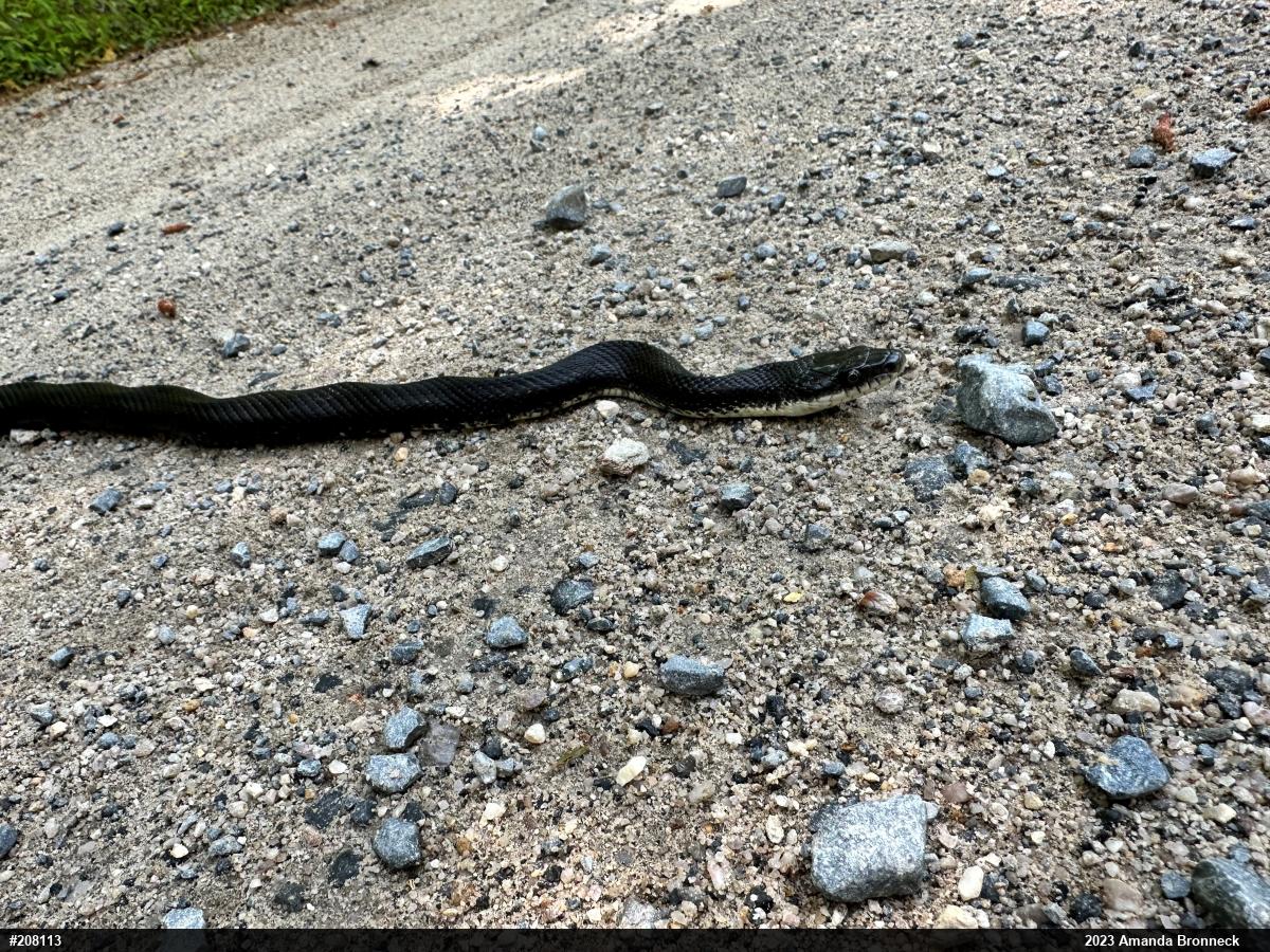 Eastern Ratsnake