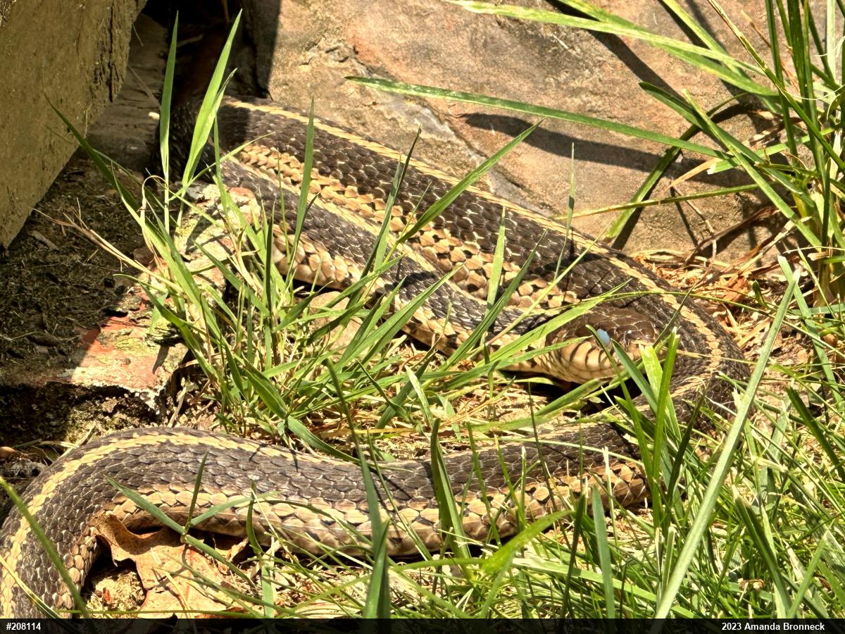 Eastern Gartersnake