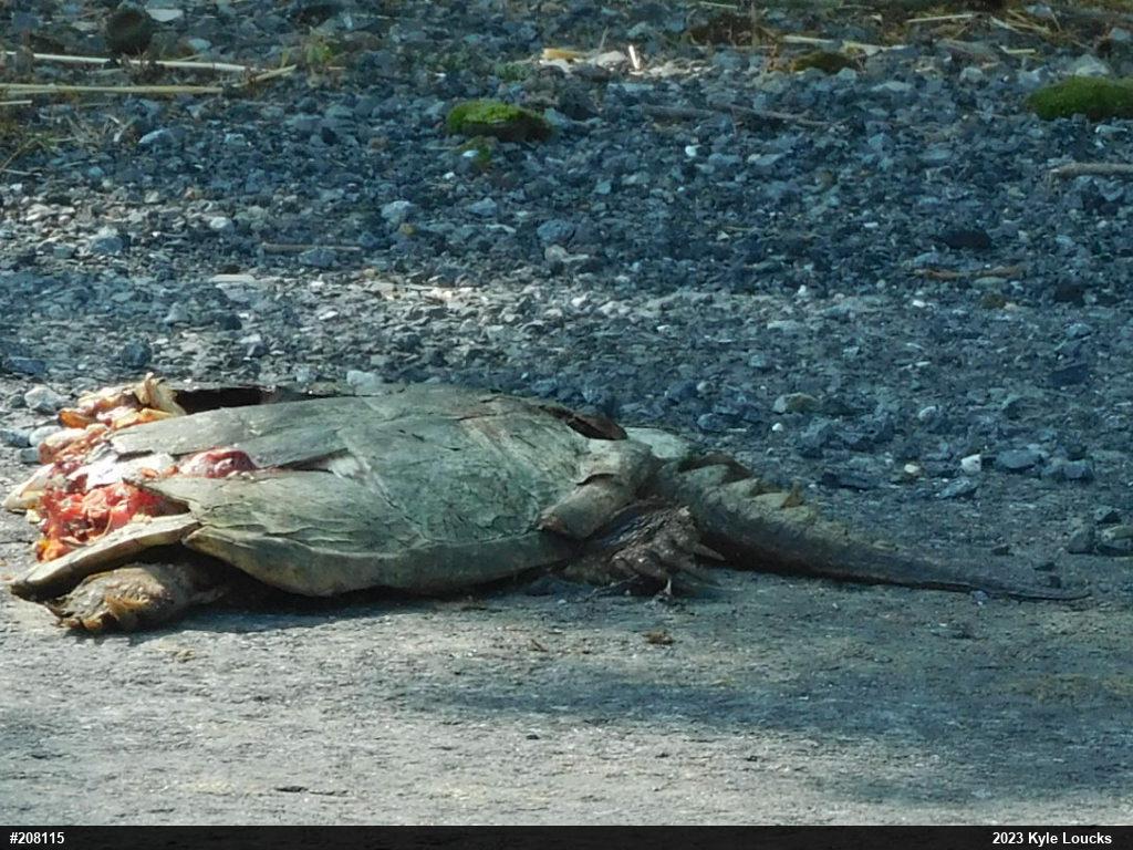 Snapping Turtle