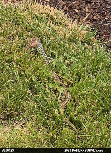 Eastern Gartersnake