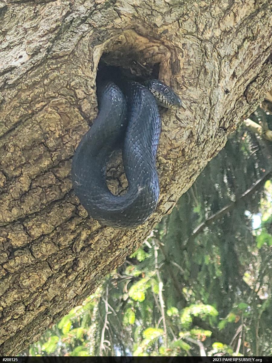 Eastern Ratsnake