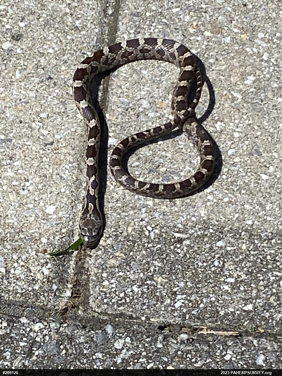 Eastern Ratsnake