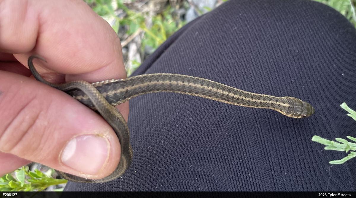 Eastern Gartersnake