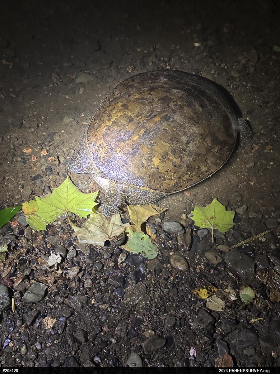Eastern Spiny Softshell