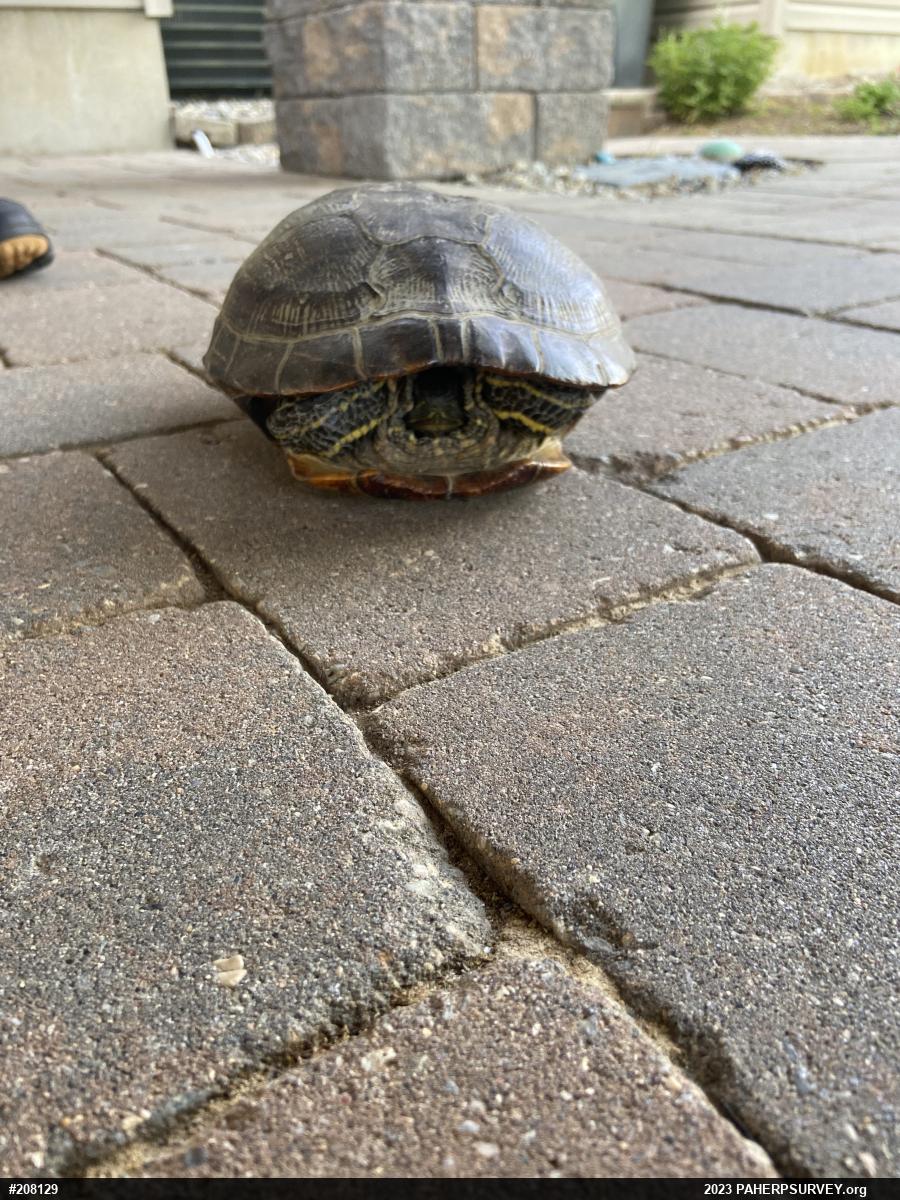 Pond Slider