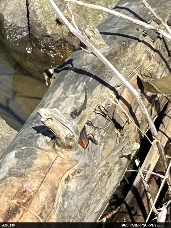 Common Five-lined Skink
