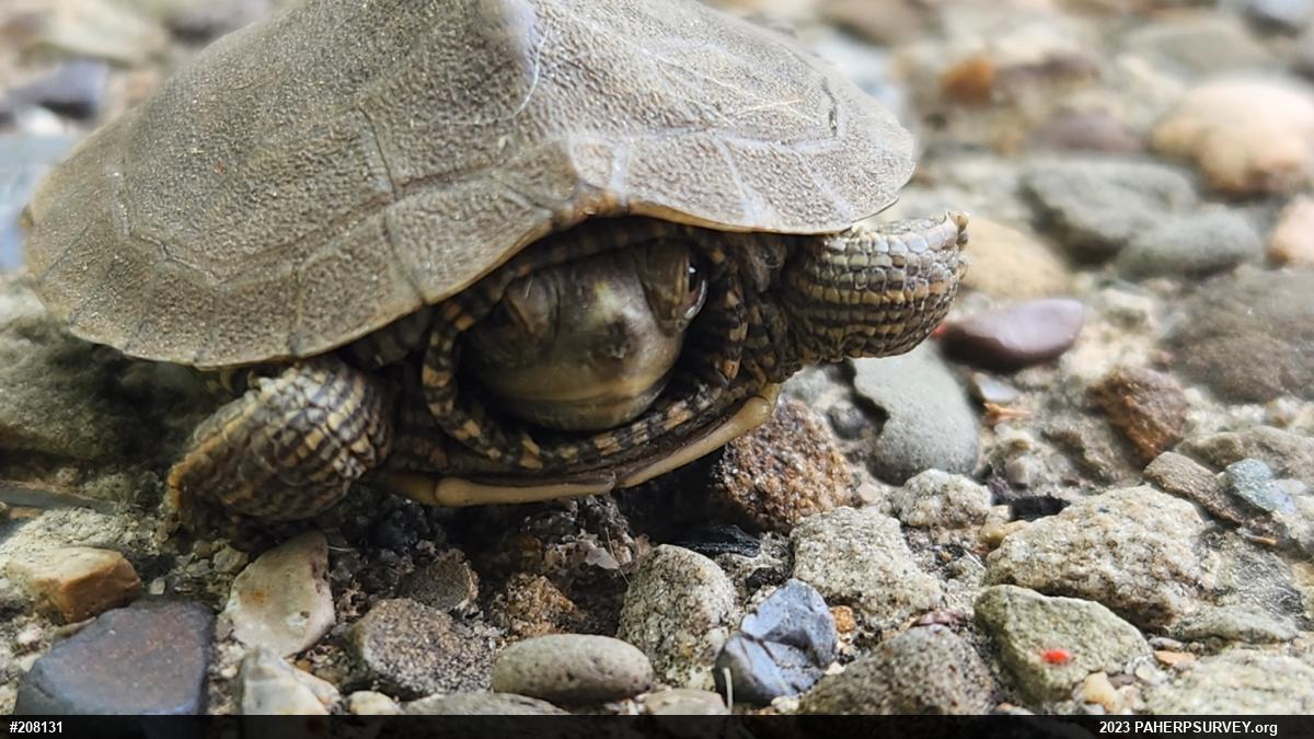 Northern Map Turtle