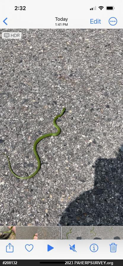 Smooth Greensnake