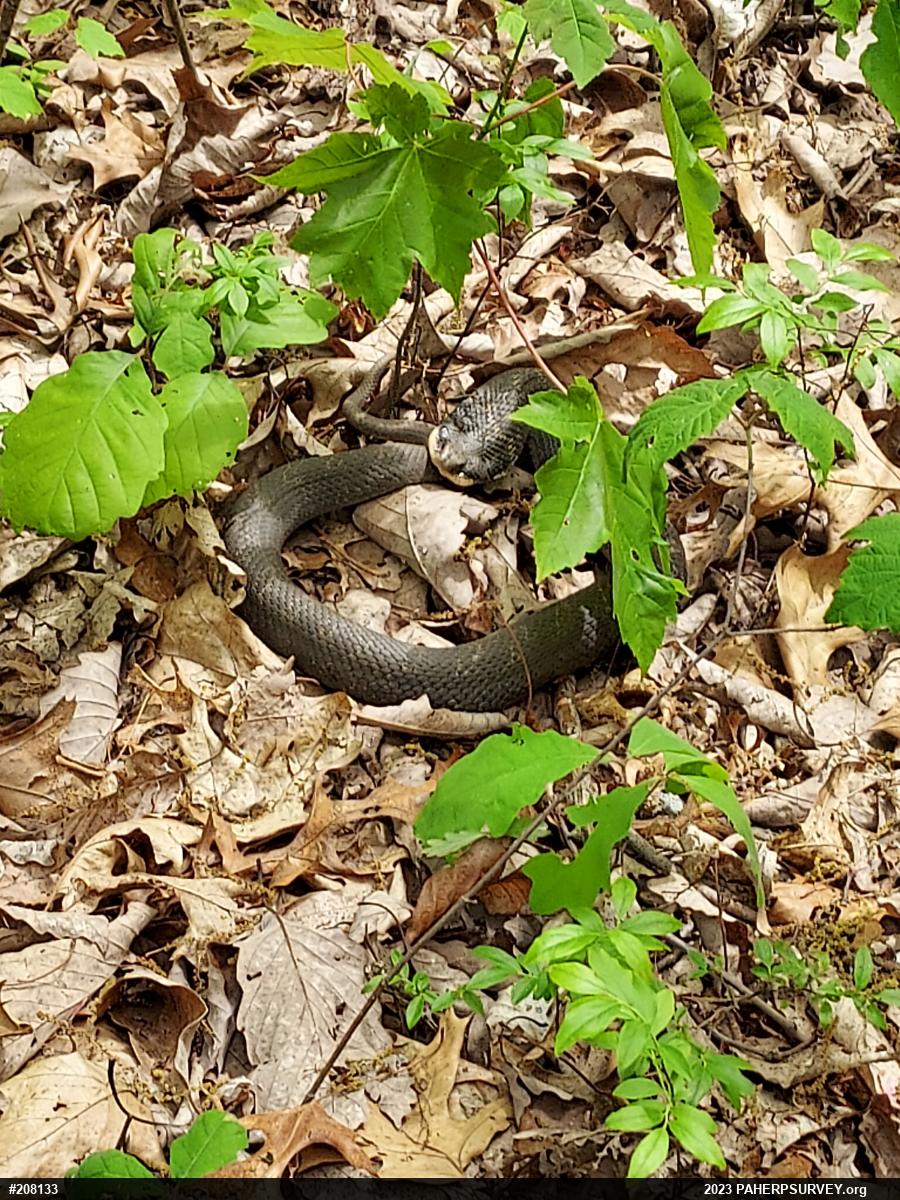 Eastern Hog-nosed Snake