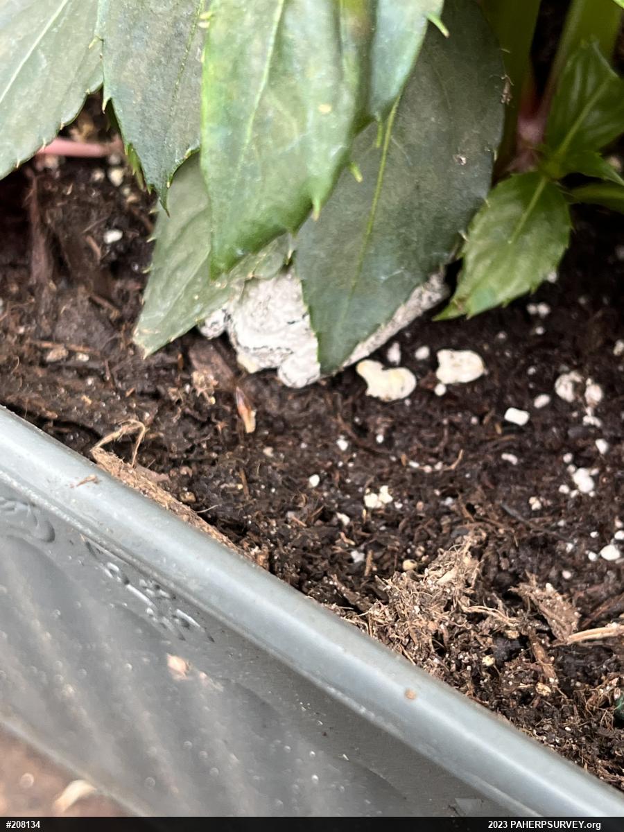 Unknown Gray Treefrog
