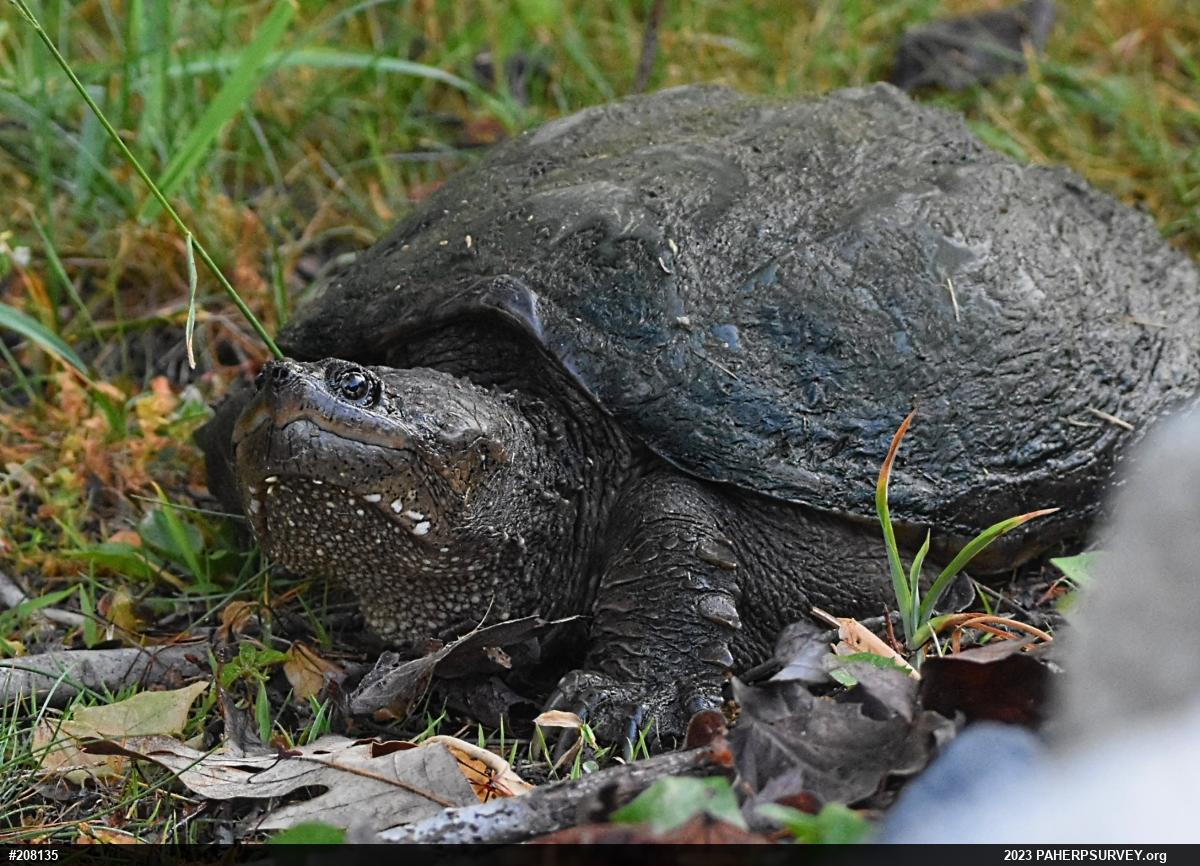 Snapping Turtle