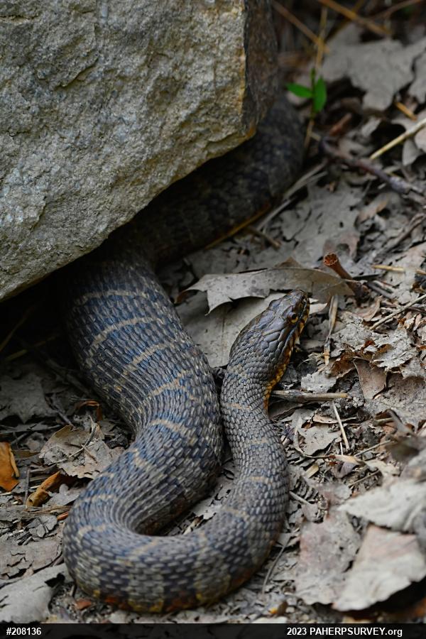Northern Watersnake