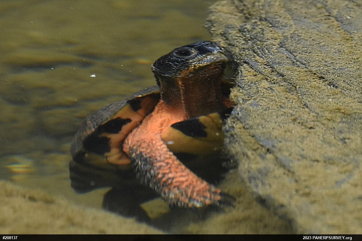 Wood Turtle