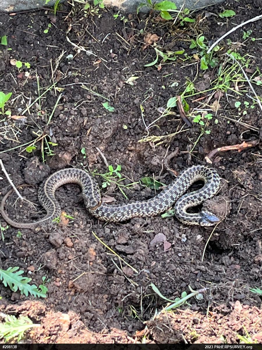 Eastern Gartersnake