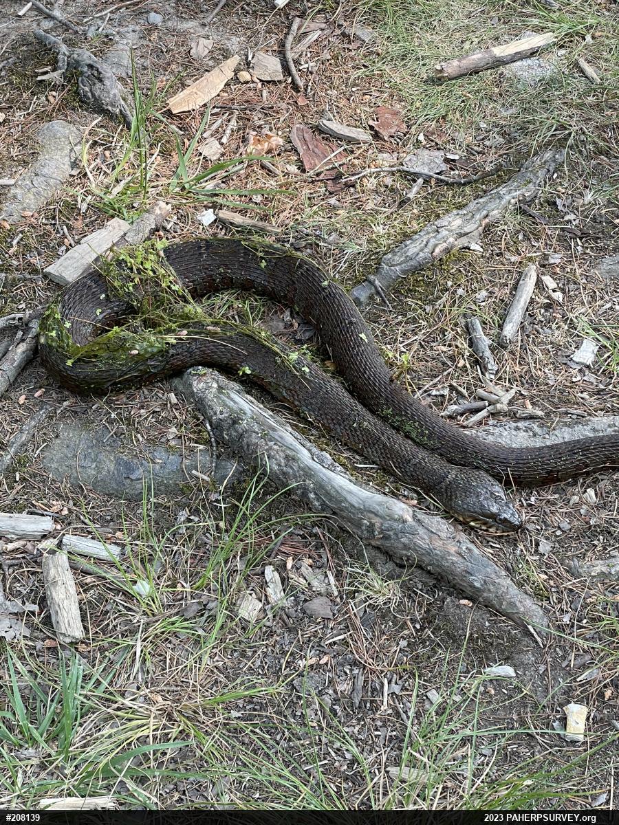 Northern Watersnake