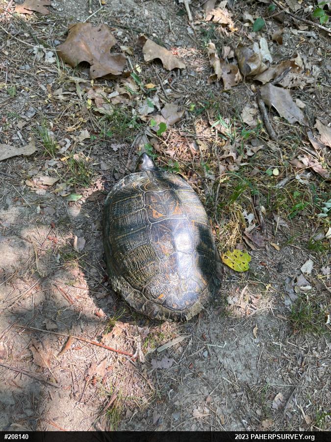 Red-eared Slider