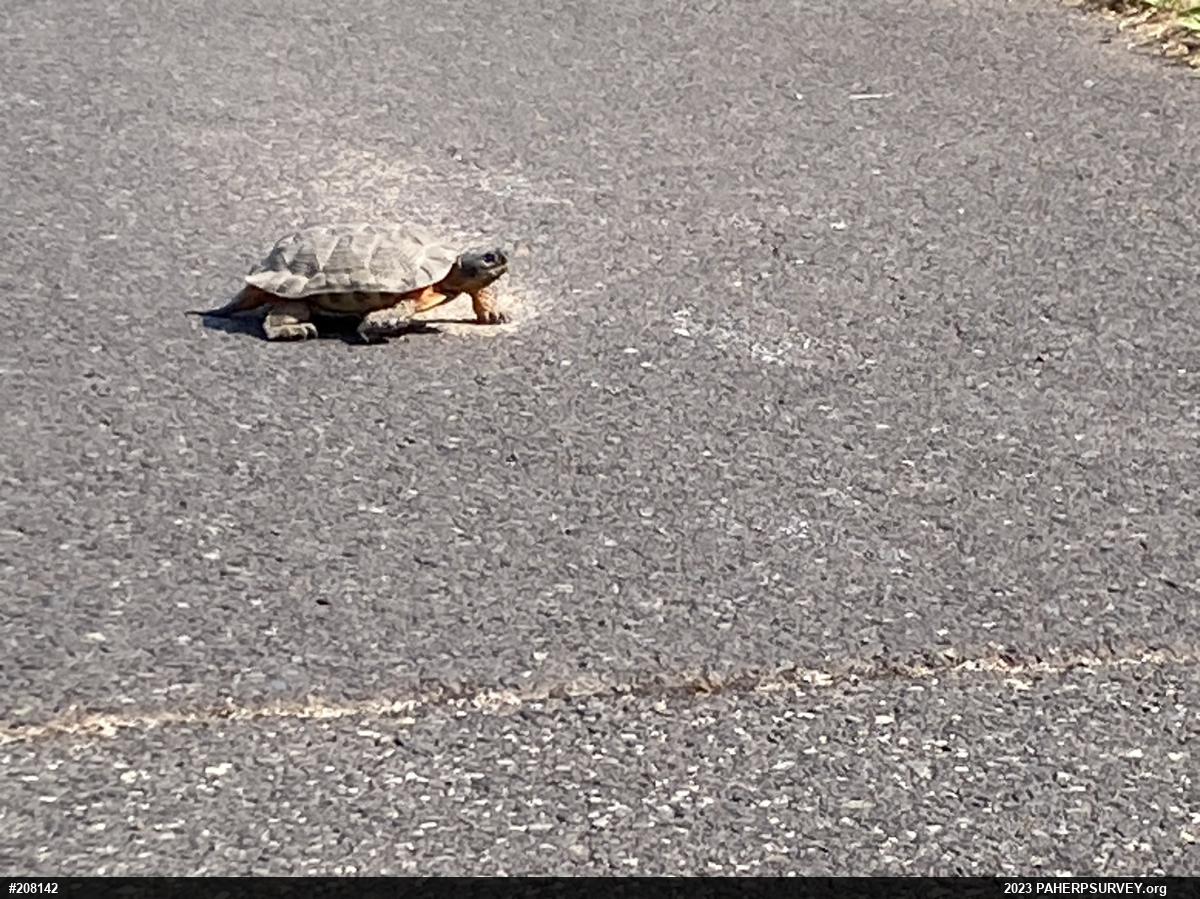 Wood Turtle