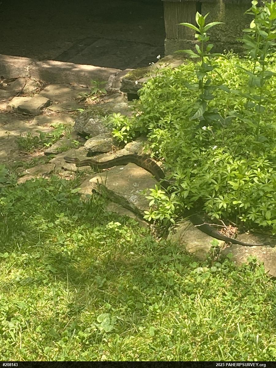 Eastern Ratsnake