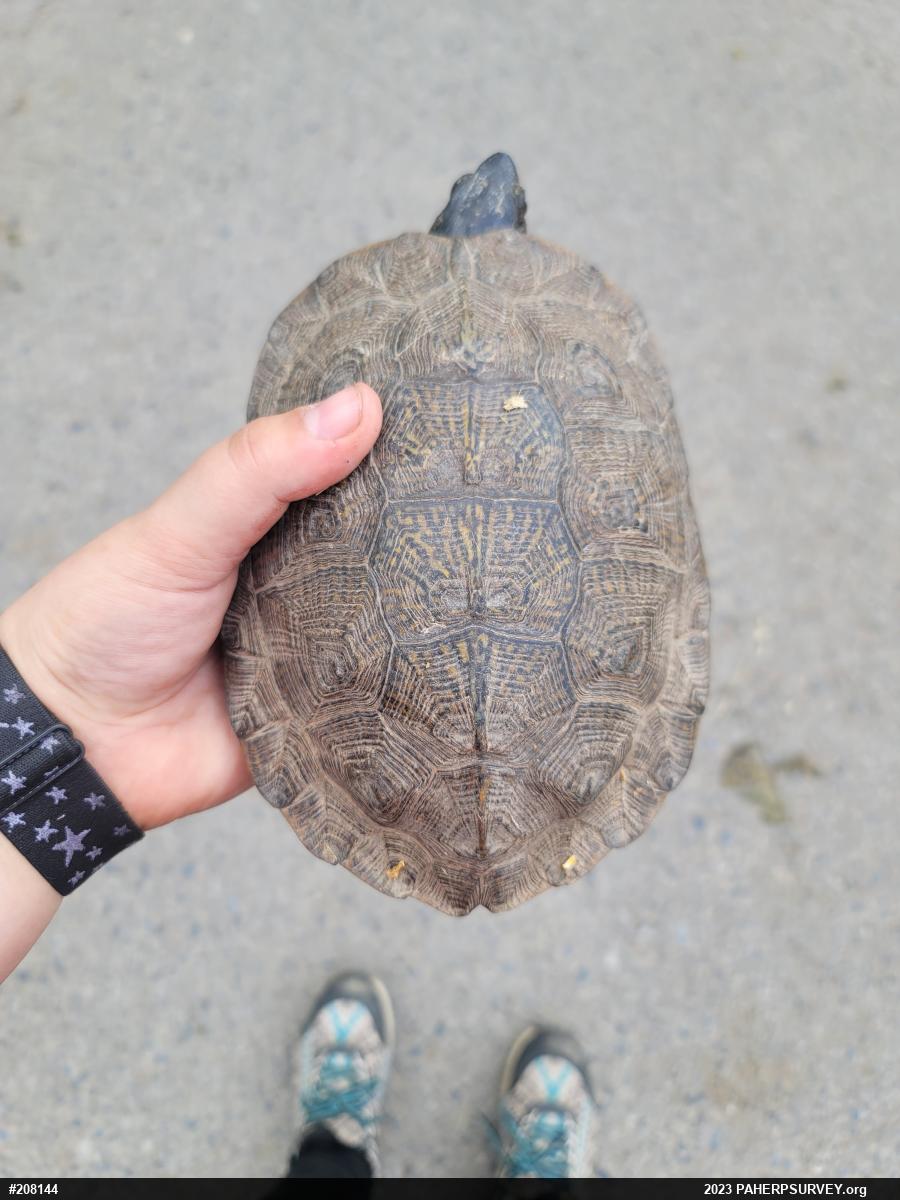 Wood Turtle