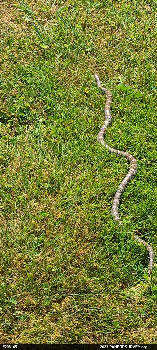 Eastern Milksnake