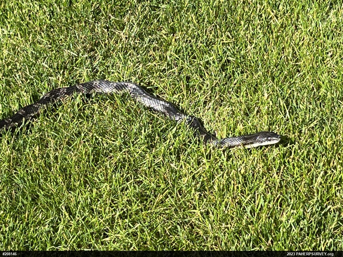 Eastern Ratsnake