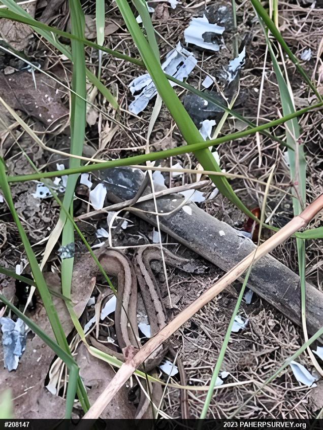 Dekay's Brownsnake