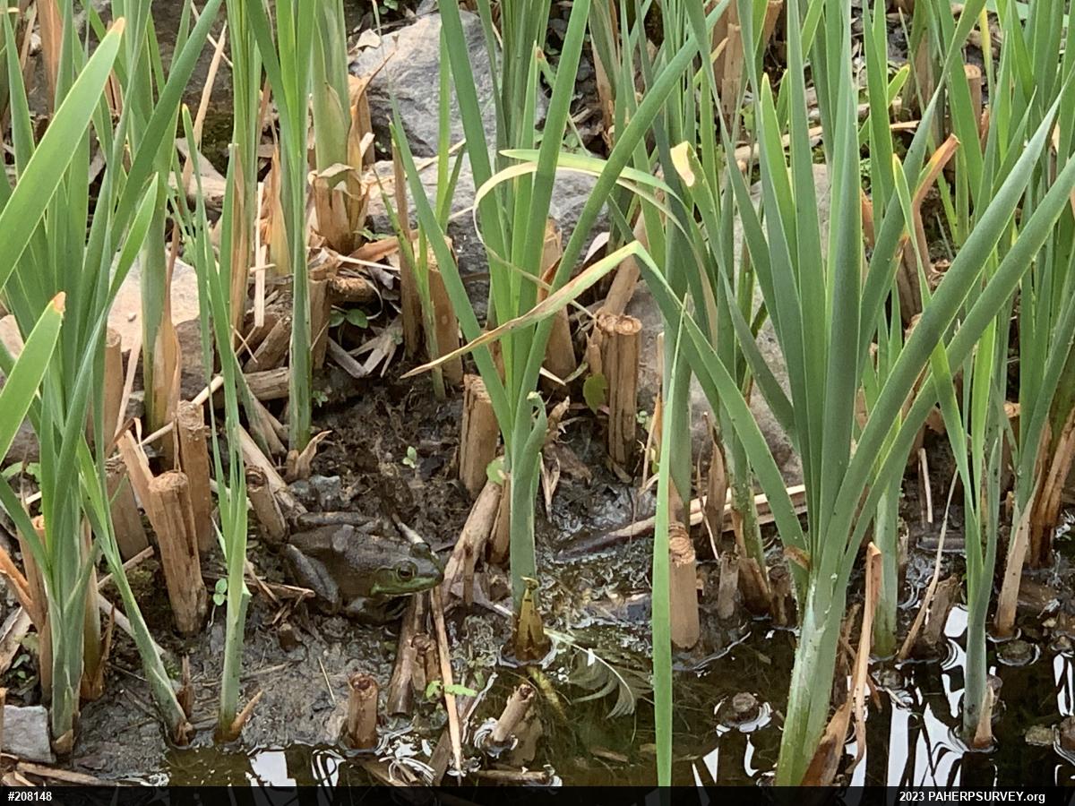 American Bullfrog