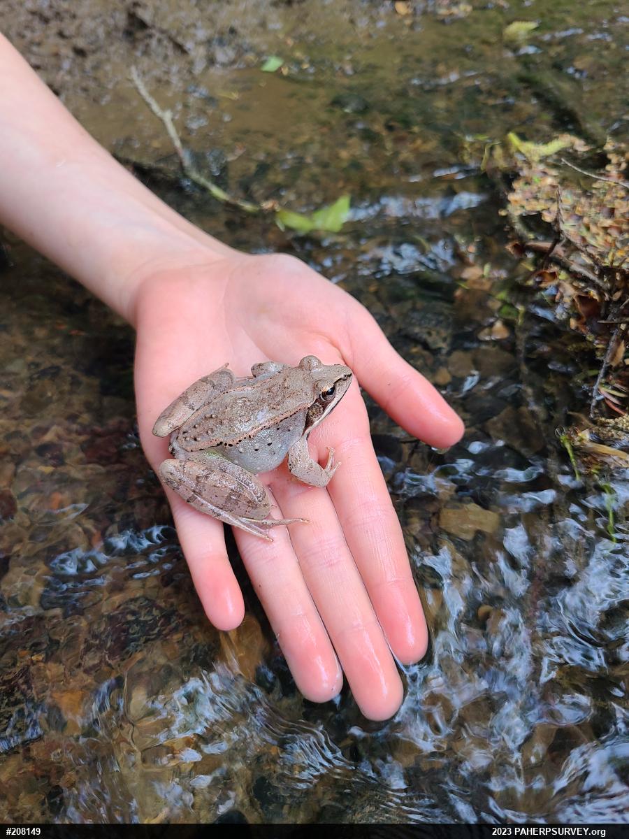 Wood Frog