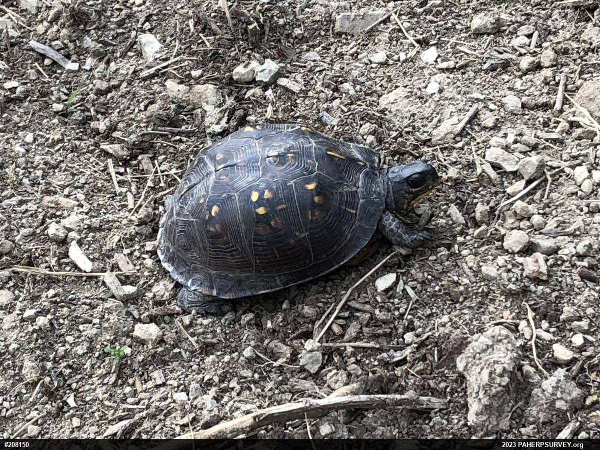 Eastern Box Turtle