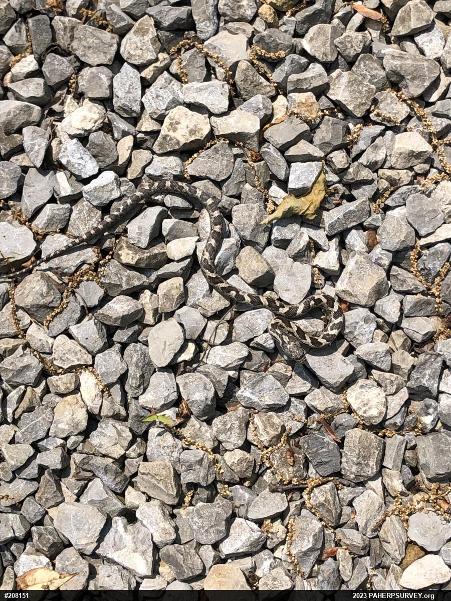 Eastern Ratsnake