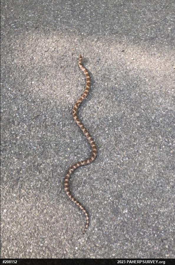 Eastern Milksnake