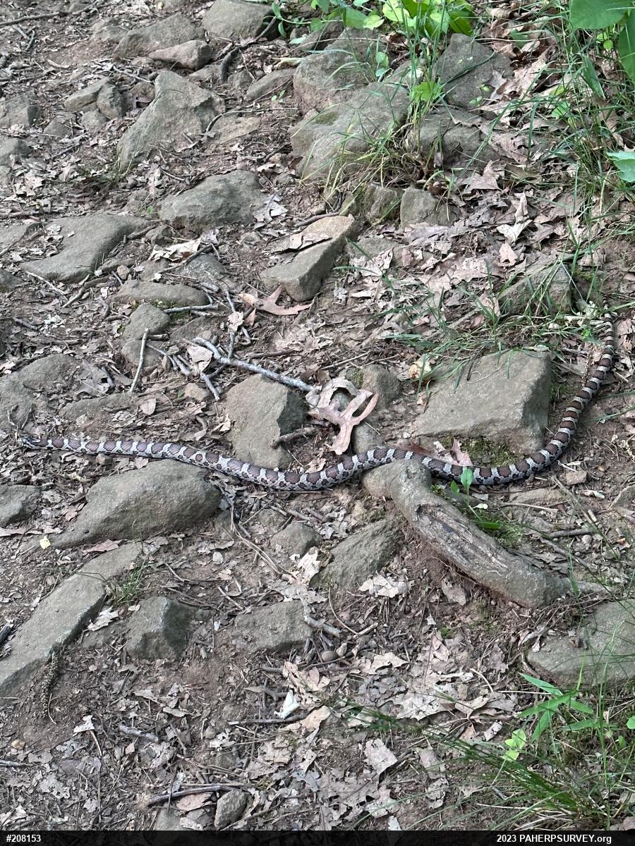 Eastern Milksnake