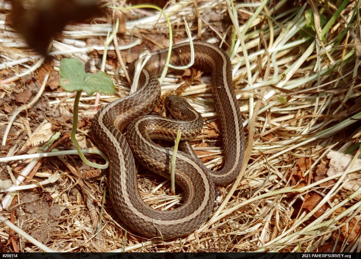 Shorthead Gartersnake