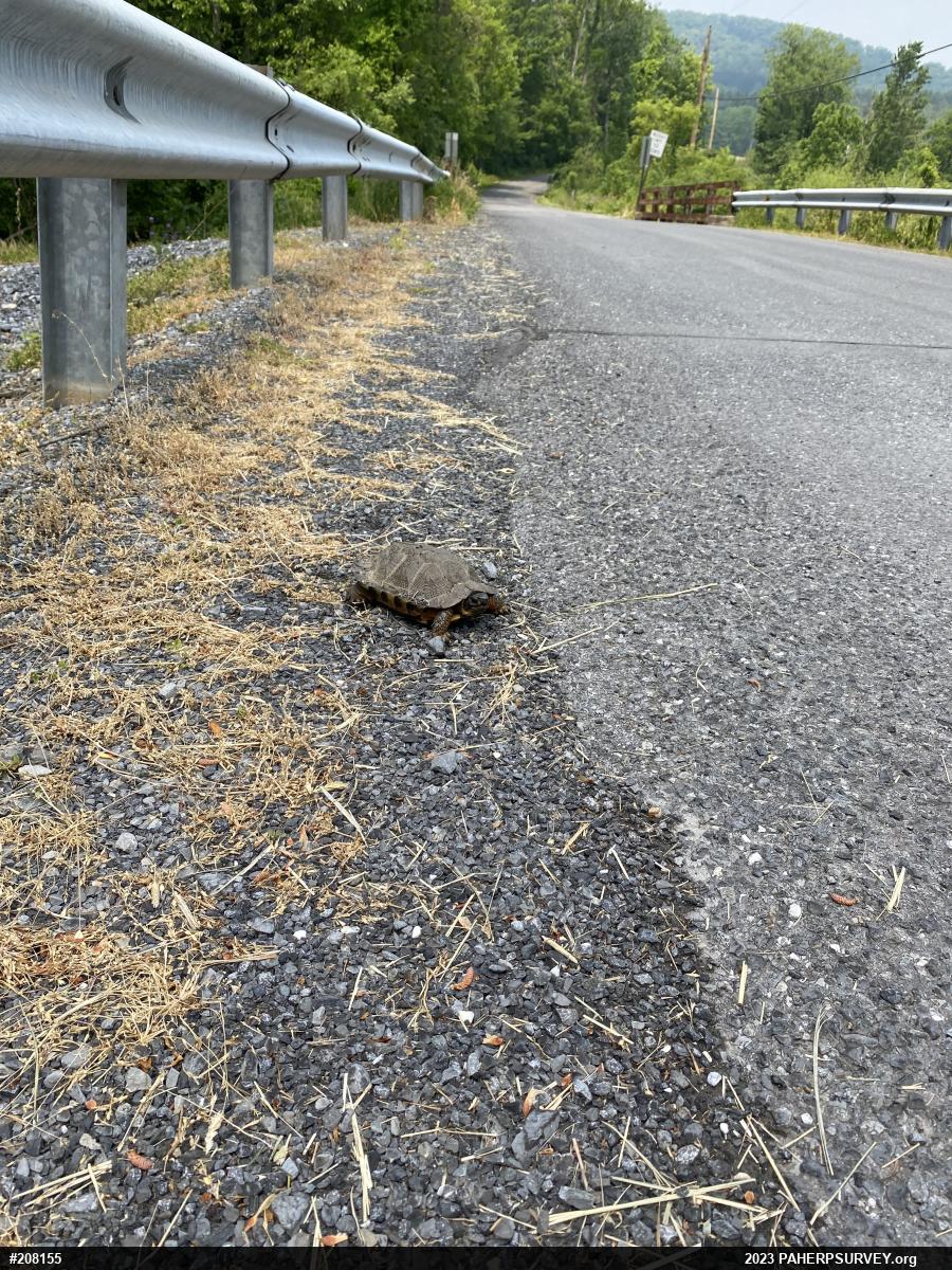 Wood Turtle