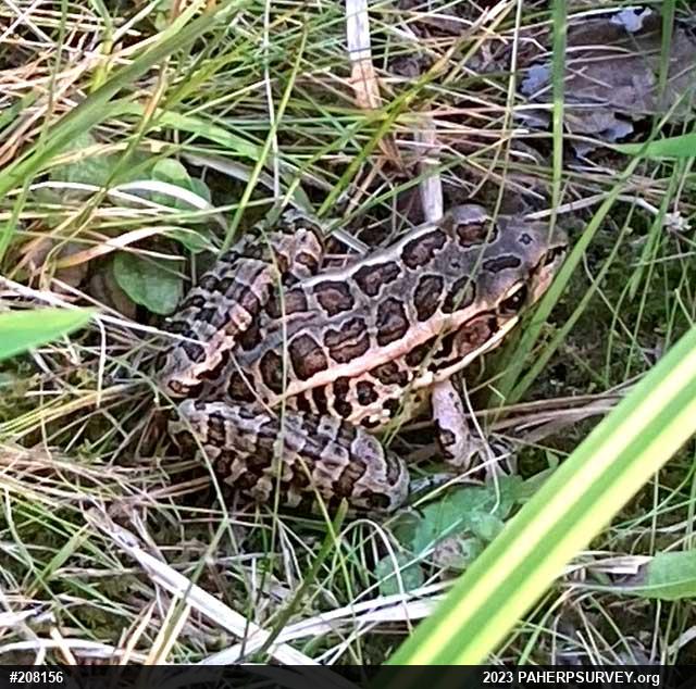 Pickerel Frog