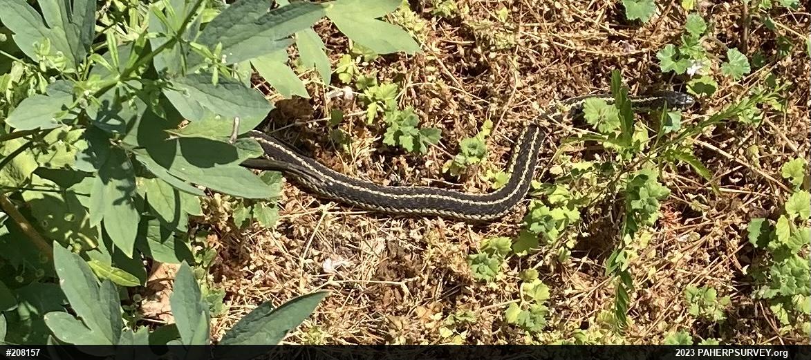 Eastern Gartersnake