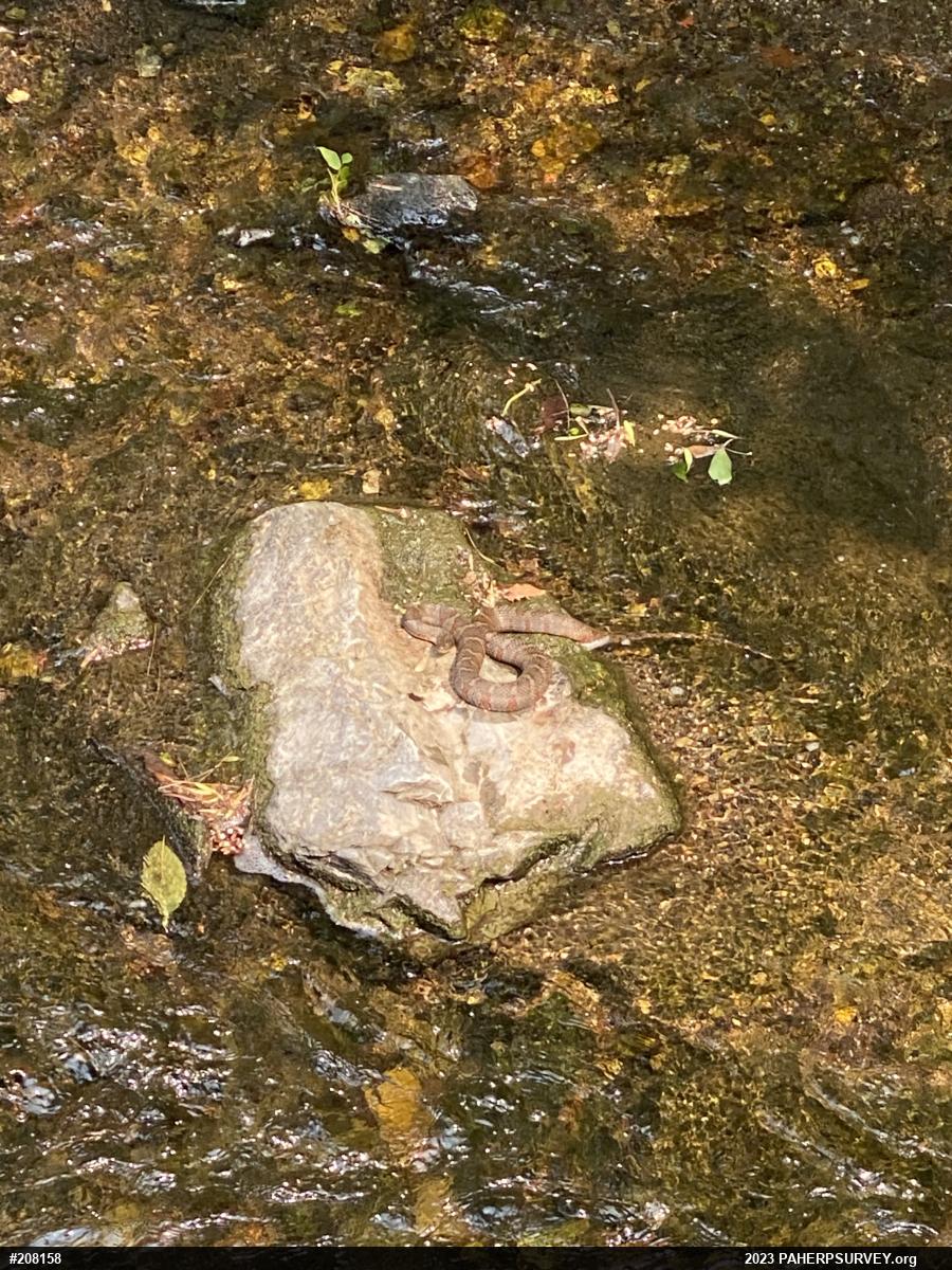 Northern Watersnake
