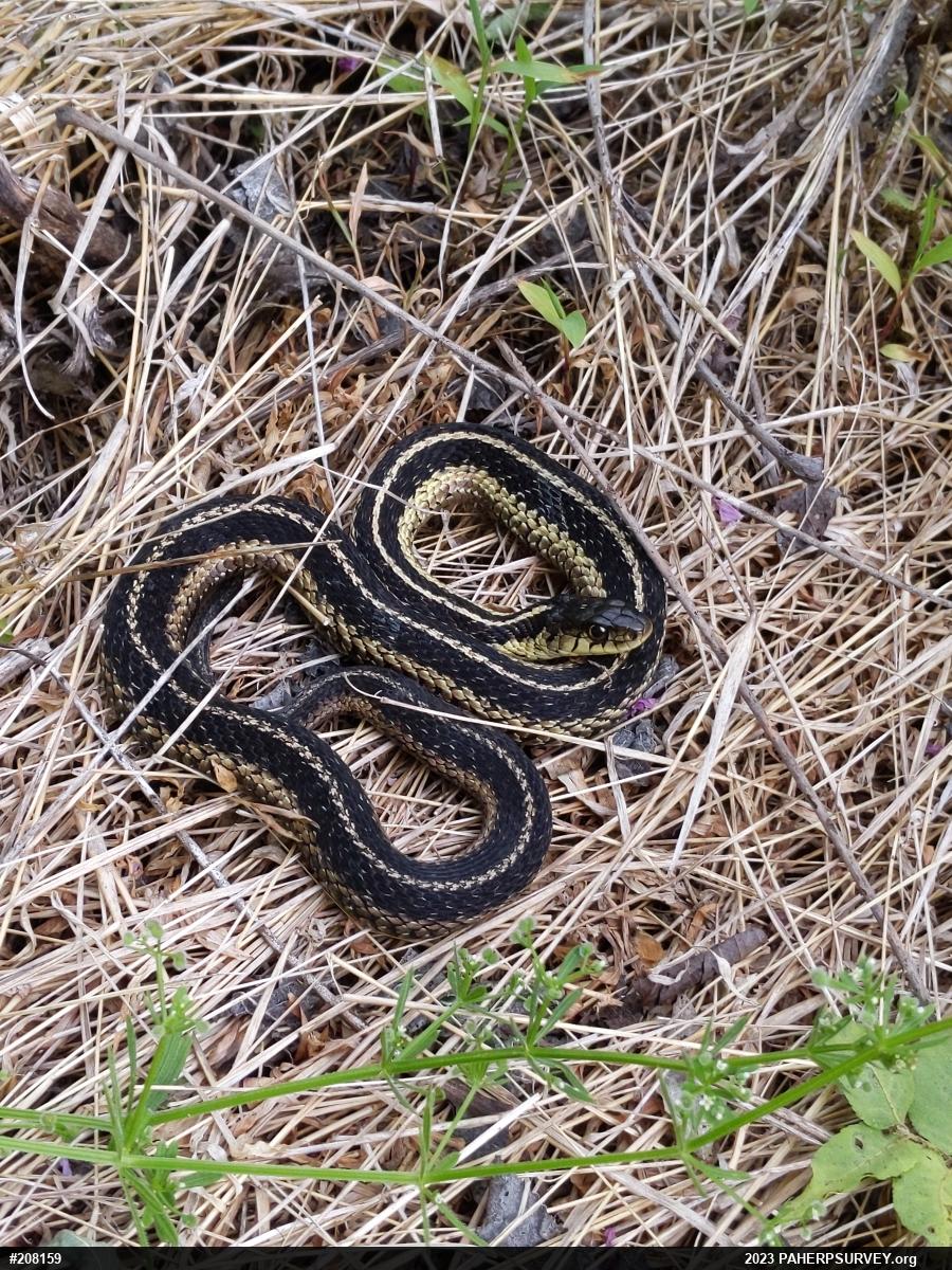 Eastern Gartersnake