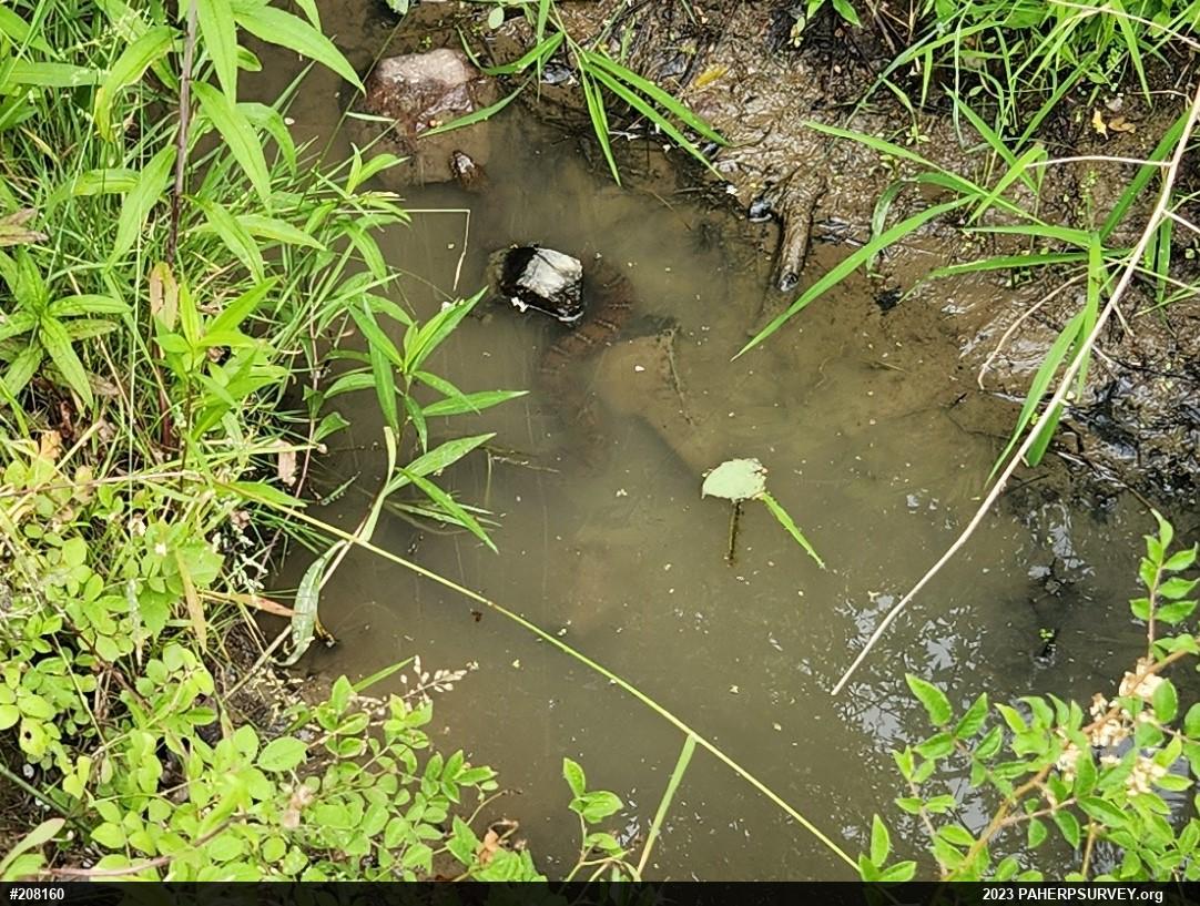 Northern Watersnake