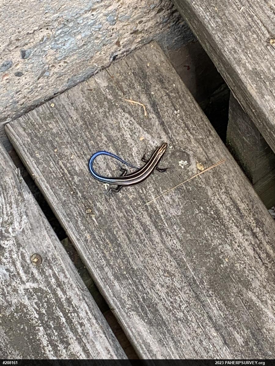 Common Five-lined Skink