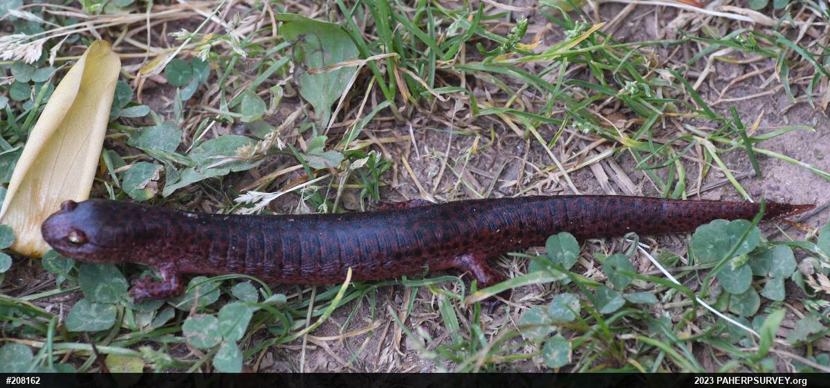 Northern Red Salamander