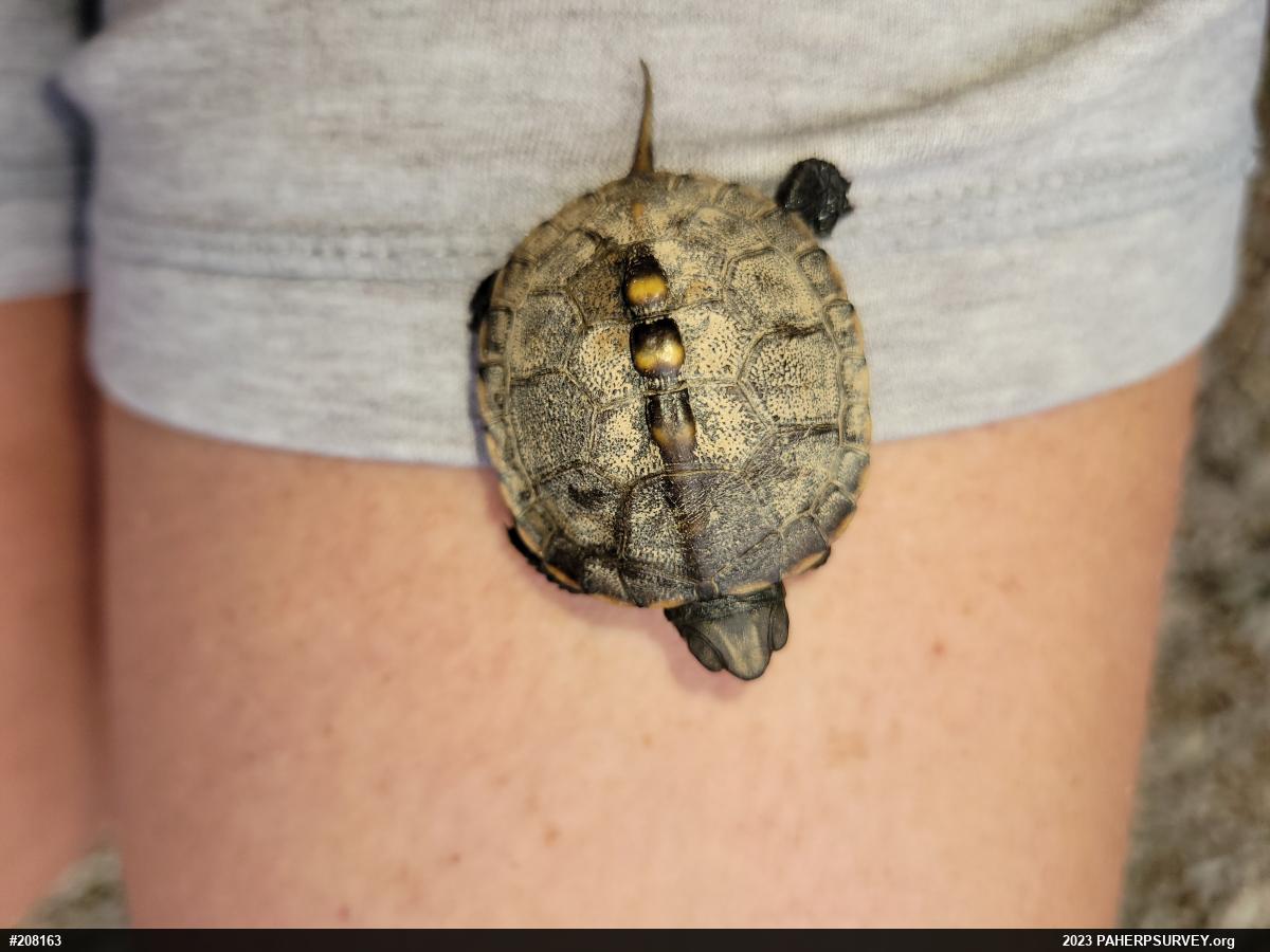 Eastern Box Turtle