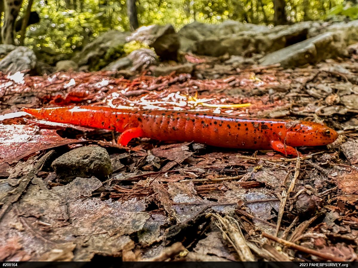 Northern Red Salamander