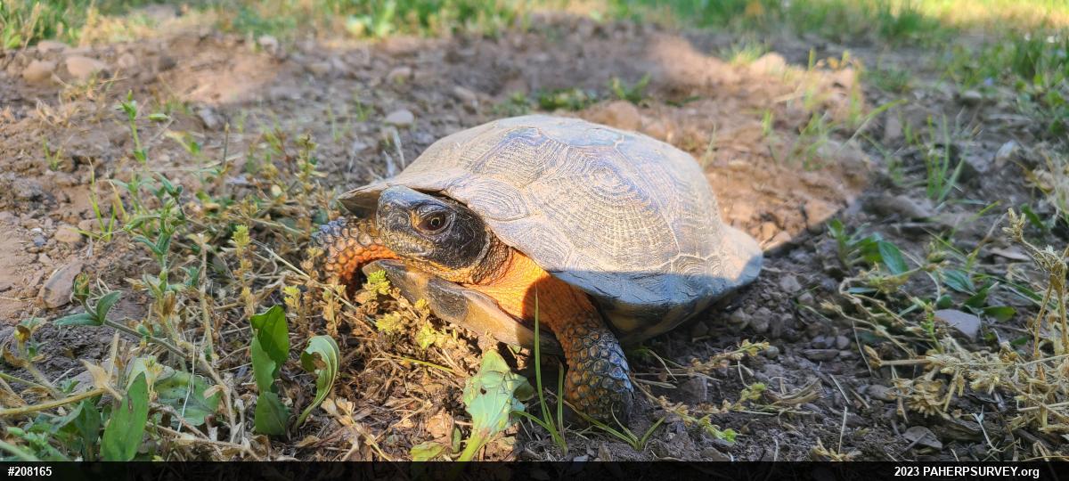 Wood Turtle