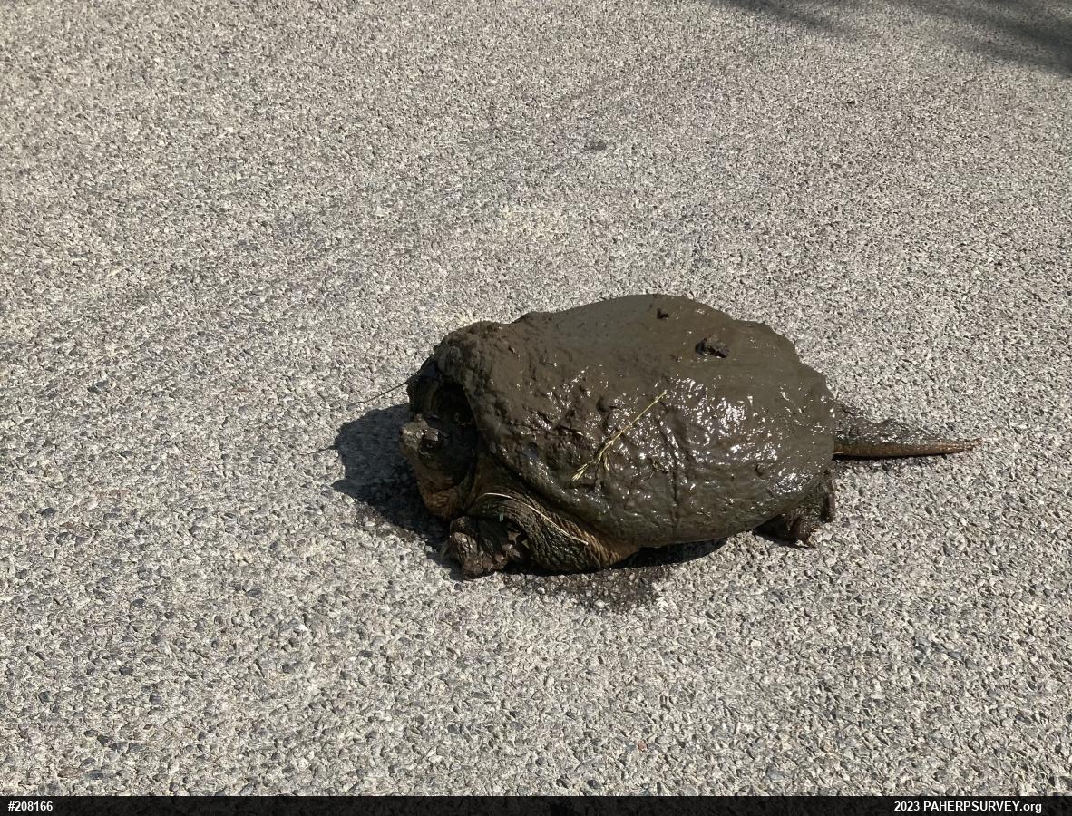 Snapping Turtle