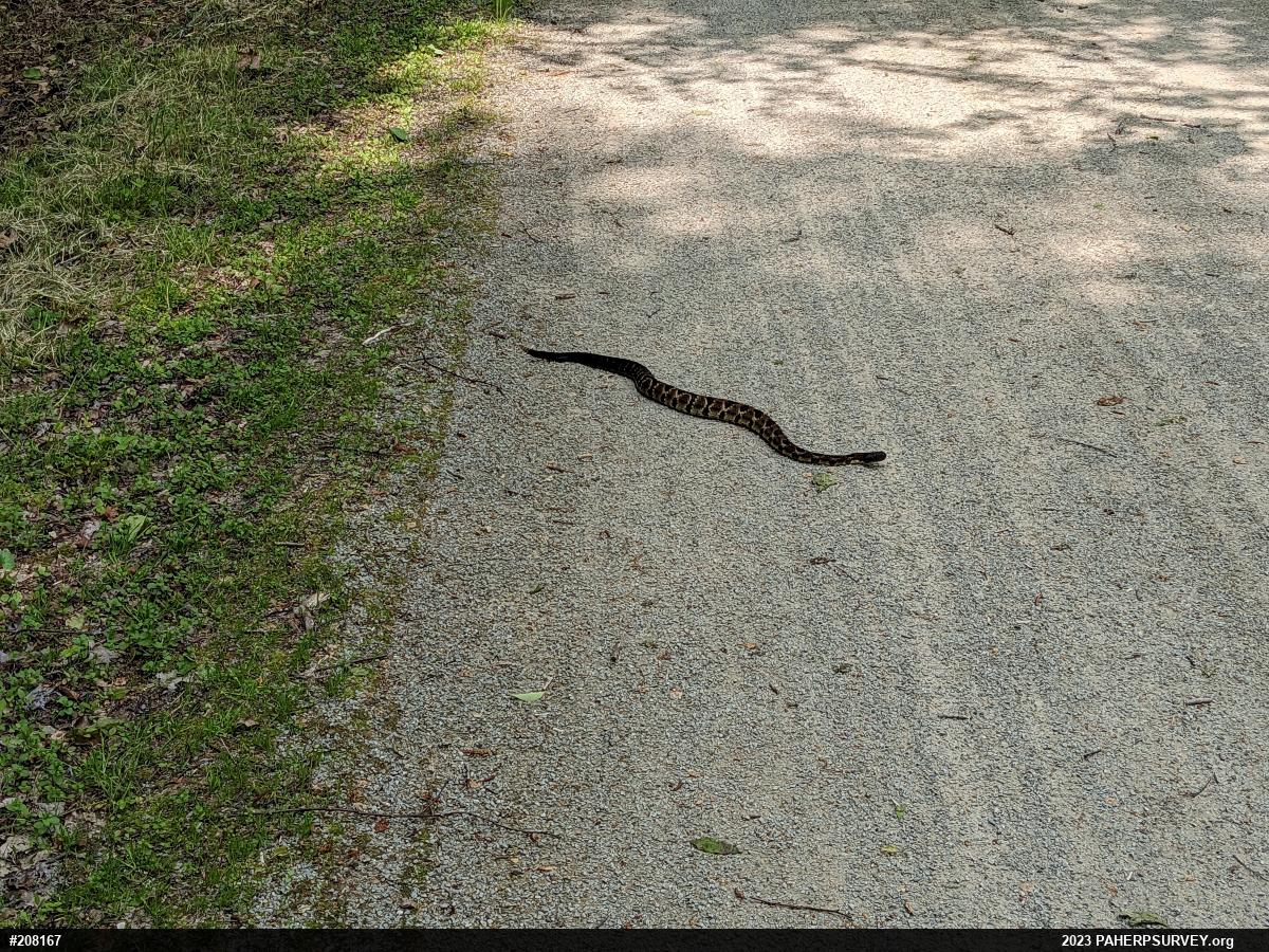 Timber Rattlesnake