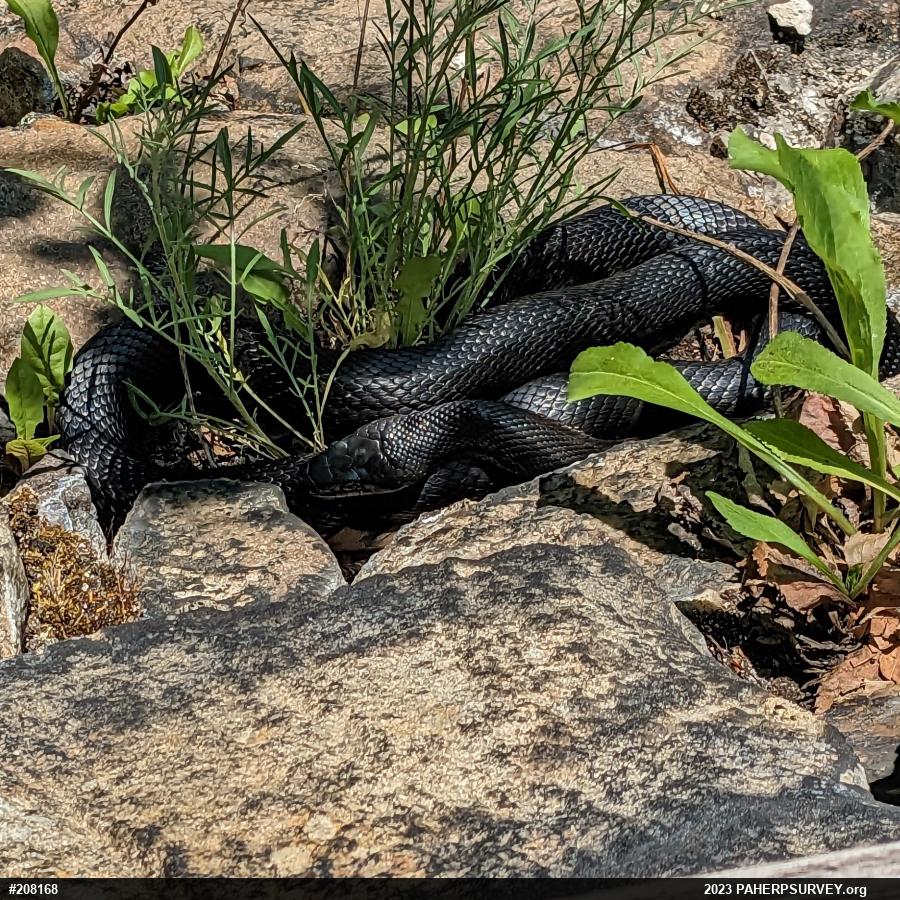 Eastern Ratsnake