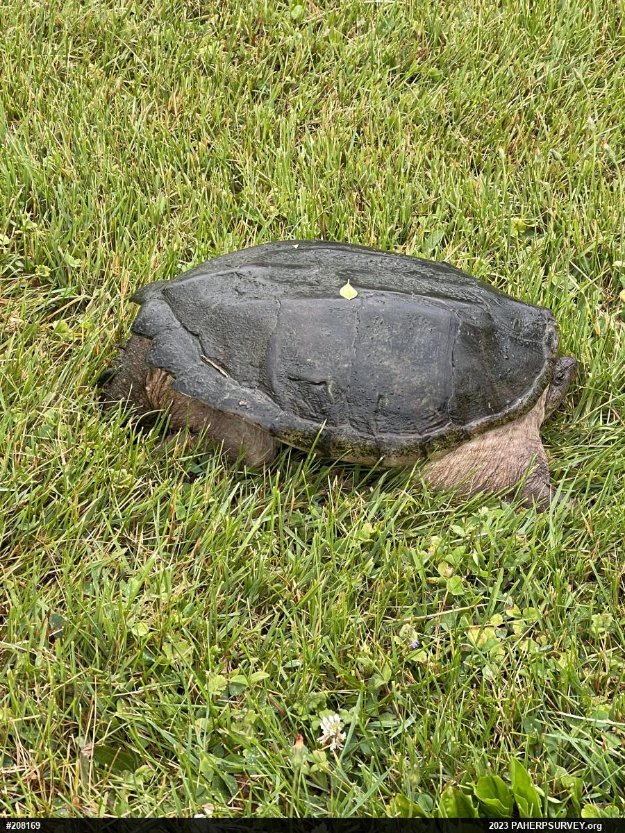 Snapping Turtle