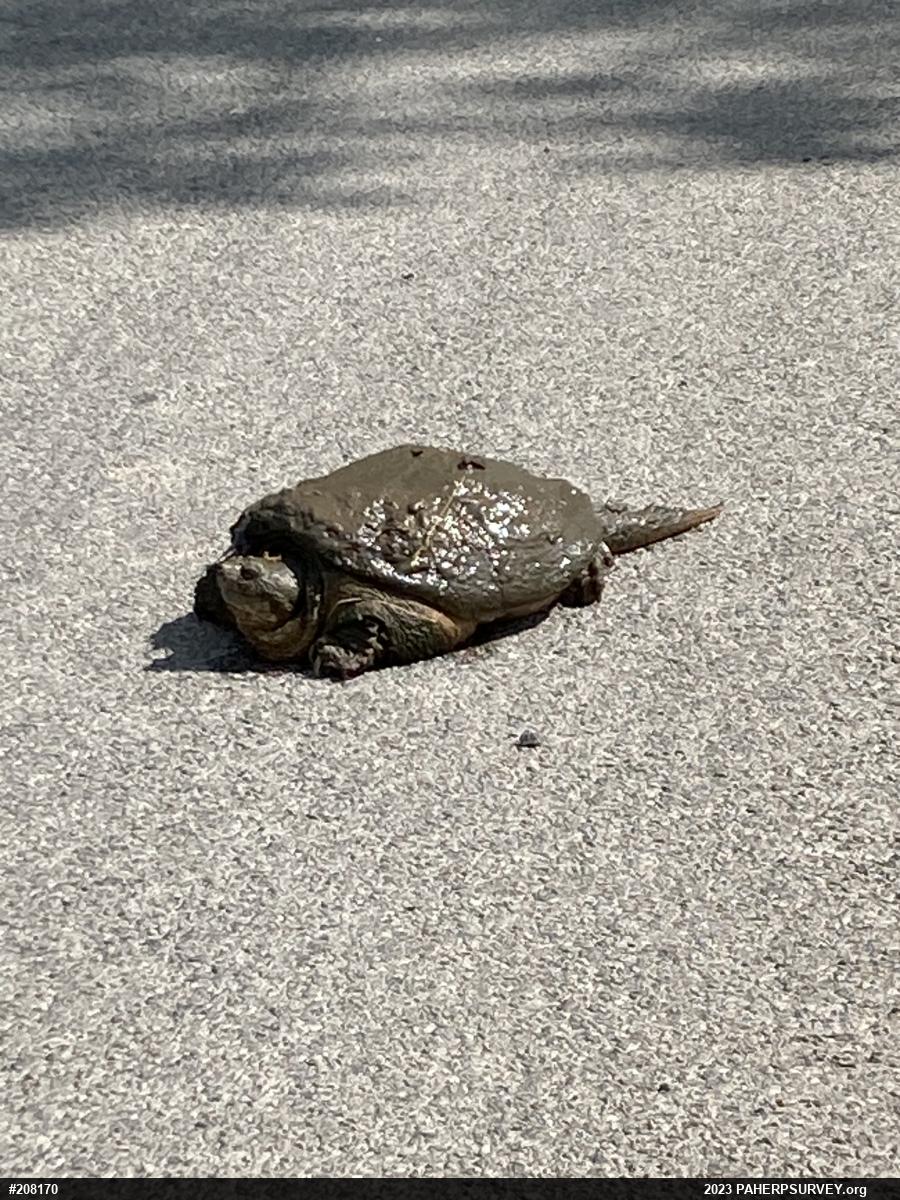 Snapping Turtle